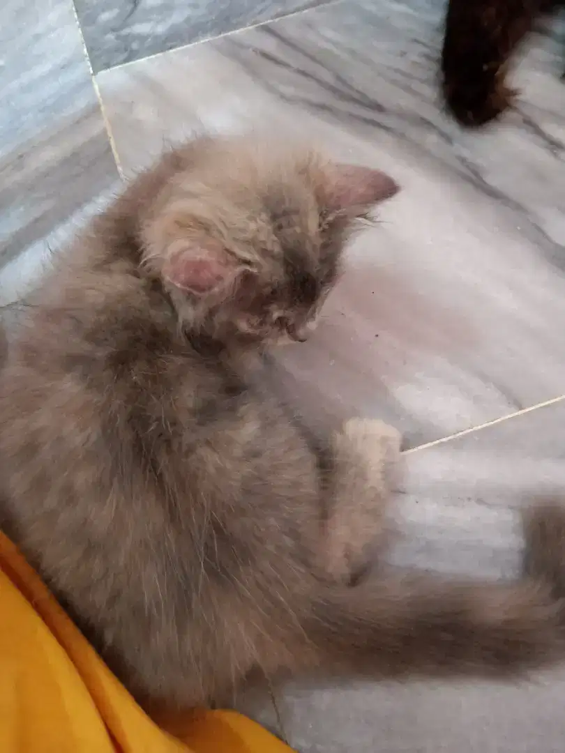 Persian triple coted cat baby for sale in khanewal