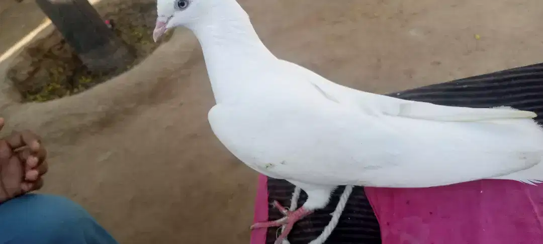 White beautiful pigeon available for sale