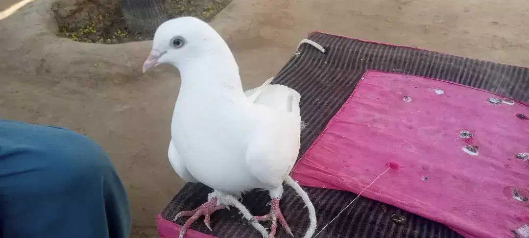 White beautiful pigeon available for sale