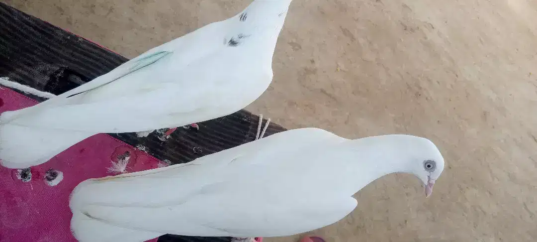 White beautiful pigeon available for sale
