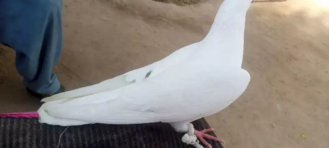 White beautiful pigeon available for sale