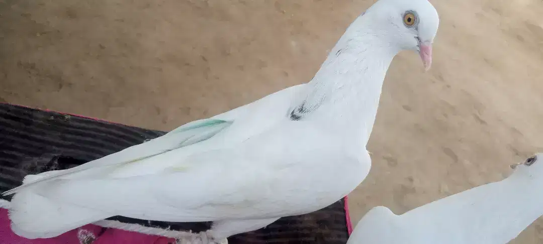 White beautiful pigeon available for sale