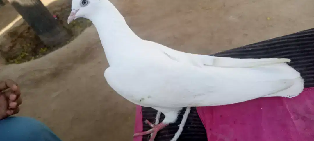 White beautiful pigeon available for sale