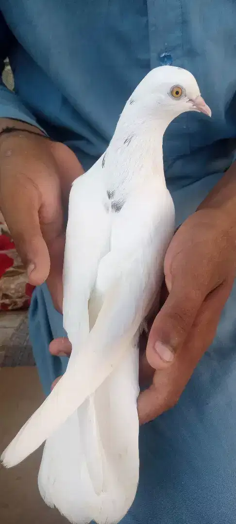 White beautiful pigeon available for sale