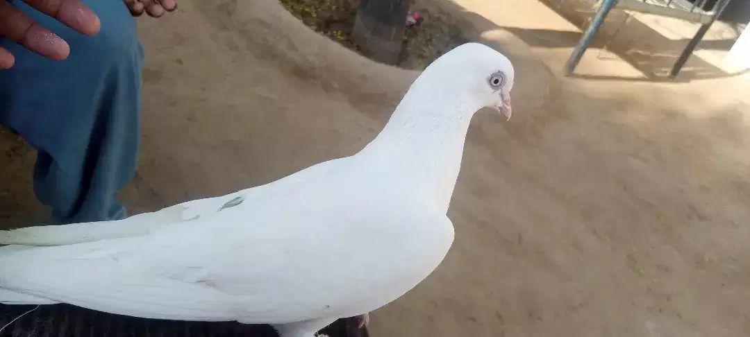 White beautiful pigeon available for sale