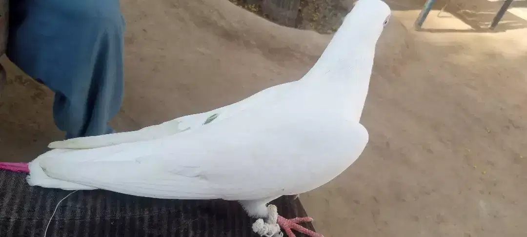 White beautiful pigeon available for sale