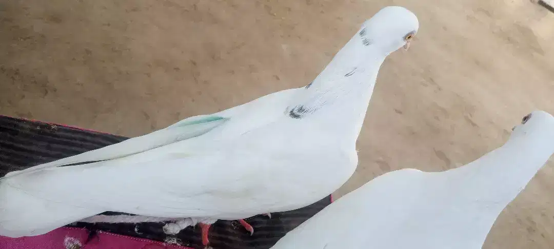 White beautiful pigeon available for sale
