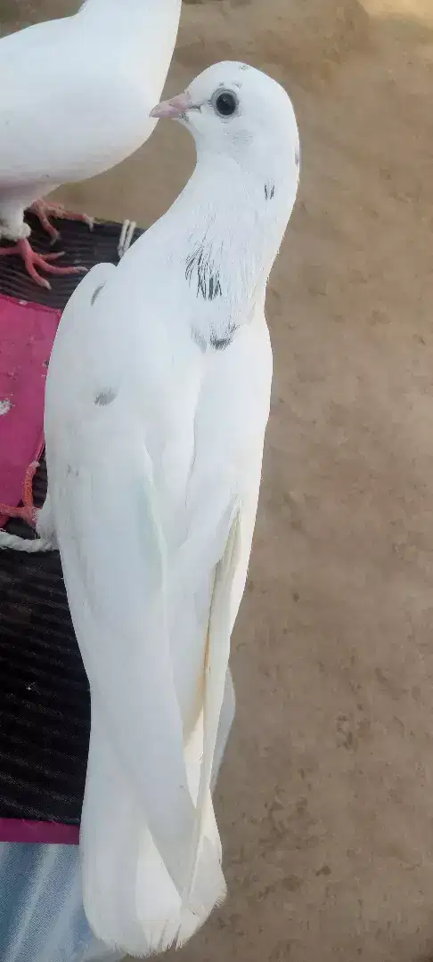 White beautiful pigeon available for sale