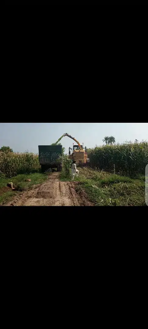 Silage Seeds, Crops, Pesticides & Fertilizers 400/40kg for sale in khanewal
