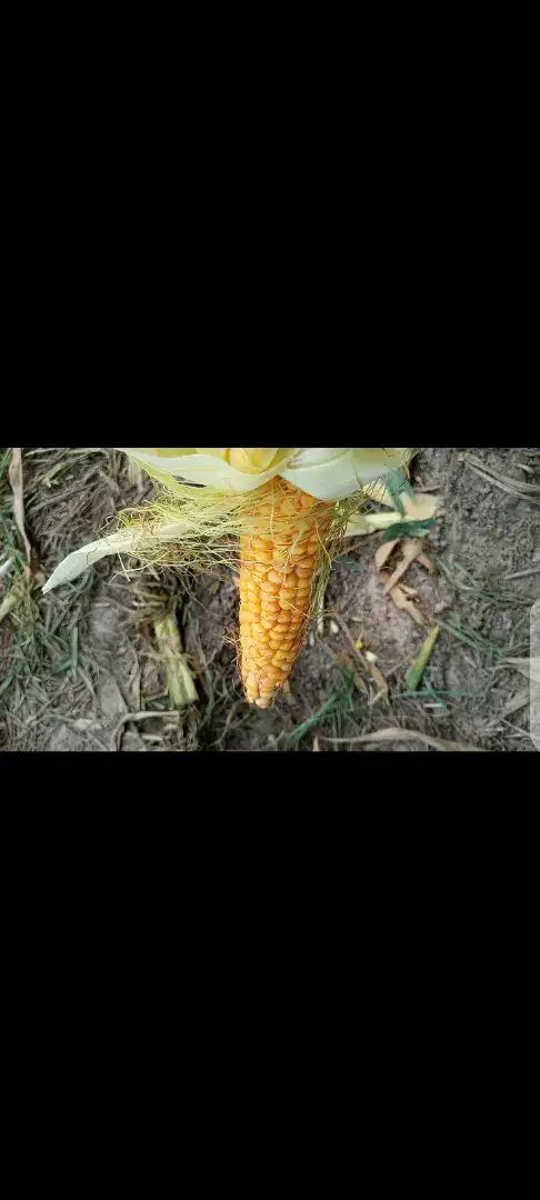 Silage Seeds, Crops, Pesticides & Fertilizers 400/40kg for sale in khanewal