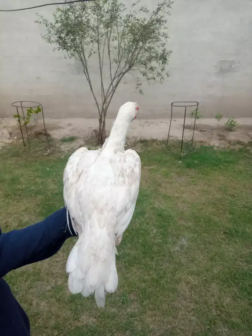 Heera hen for sale in khanewal
