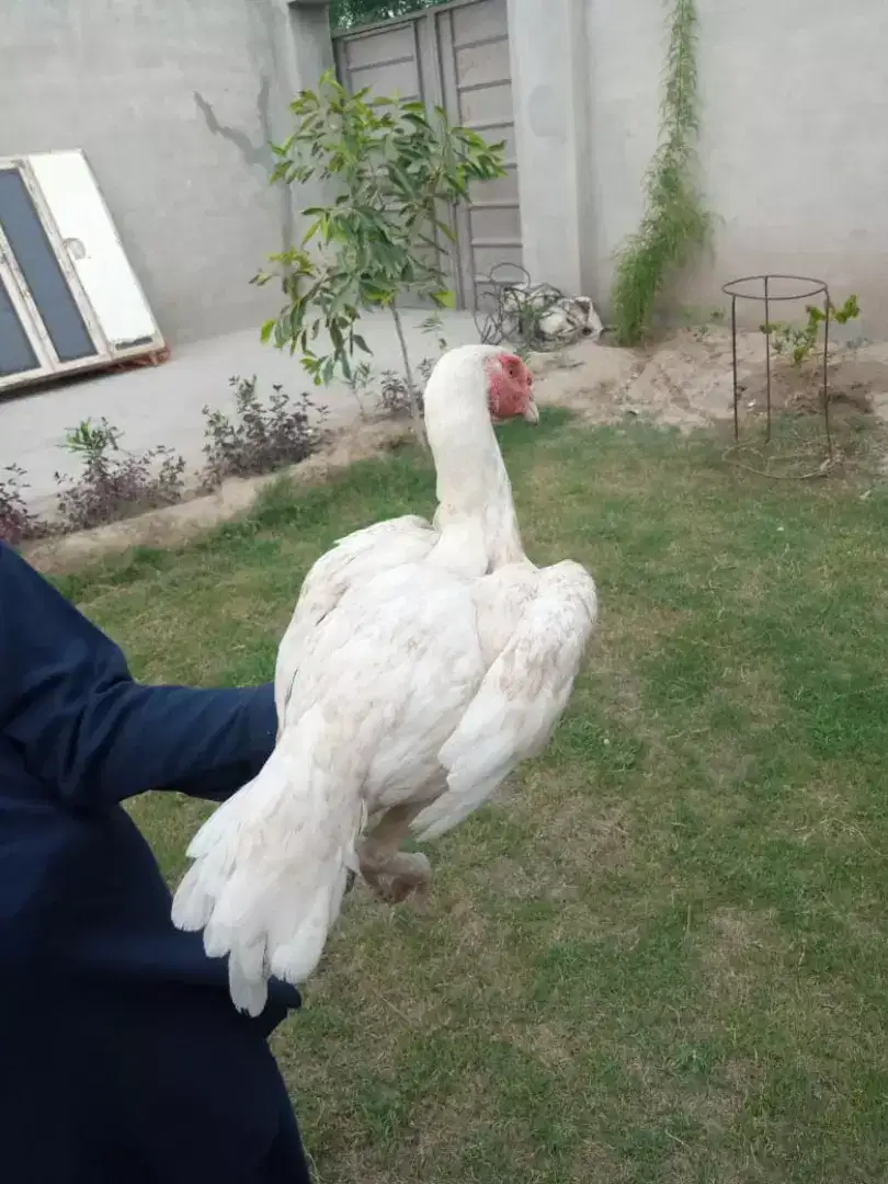 Heera hen for sale in khanewal