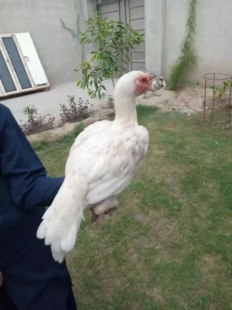 Heera hen for sale in khanewal