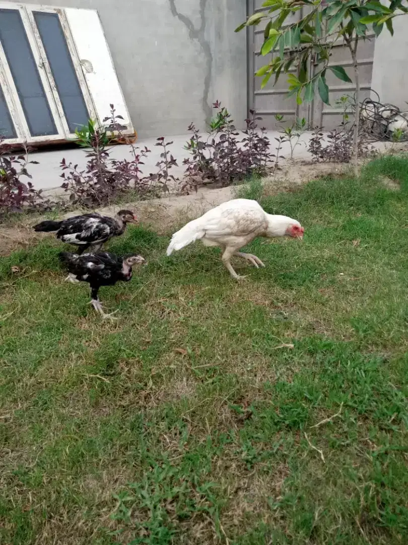 Heera hen for sale in khanewal