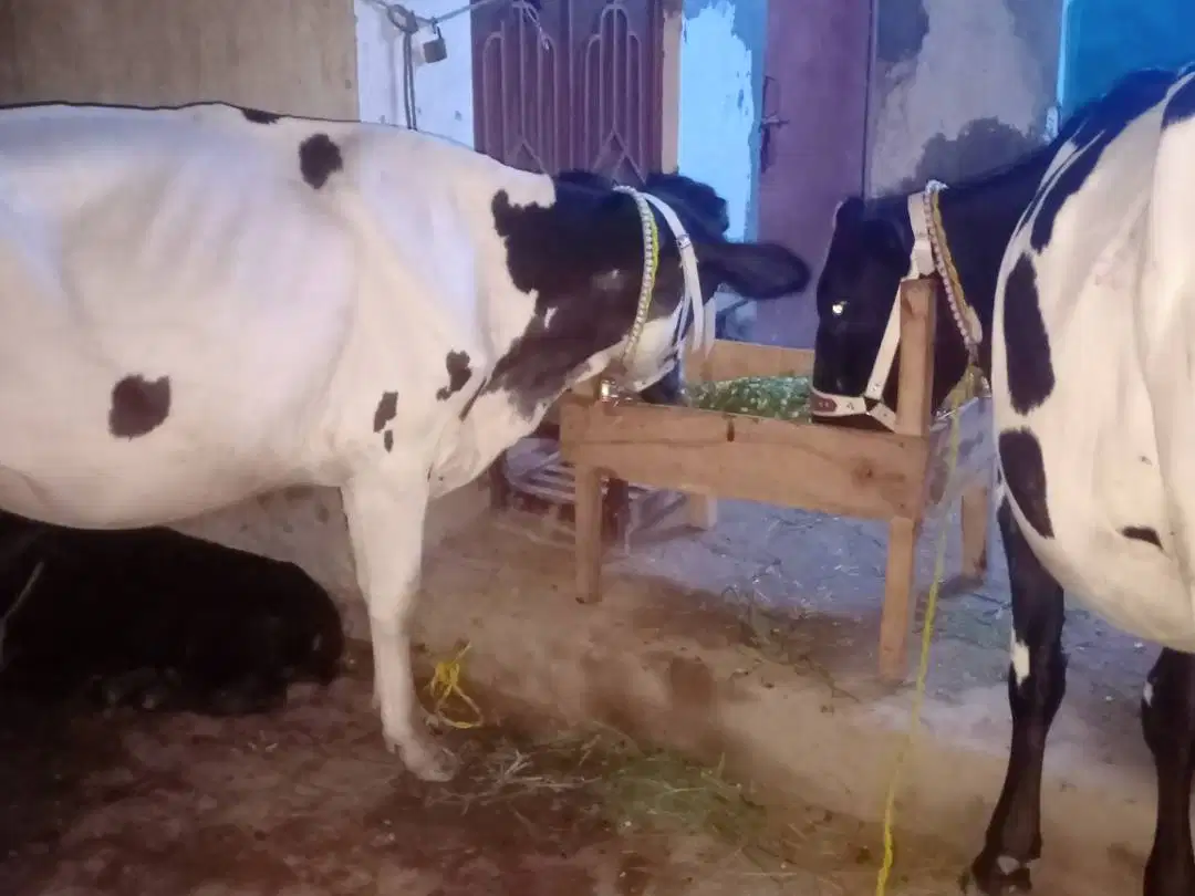 Ferizon wachi for sale in khanewal