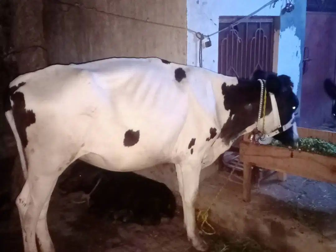 Ferizon wachi for sale in khanewal