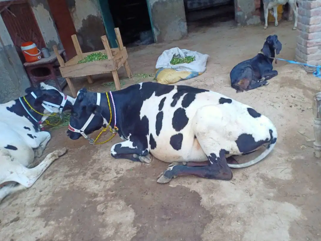 Ferizon wachi for sale in khanewal