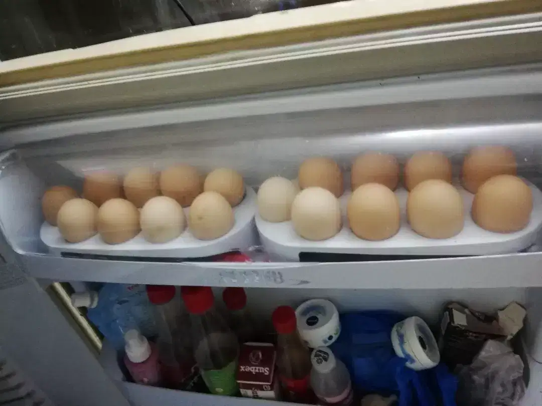 RIR Eggs available in wah cantt