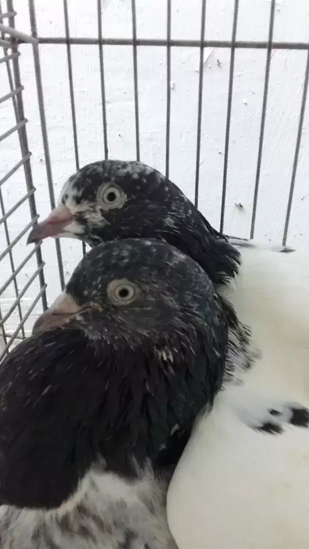 Taddy rampuri 22 peace