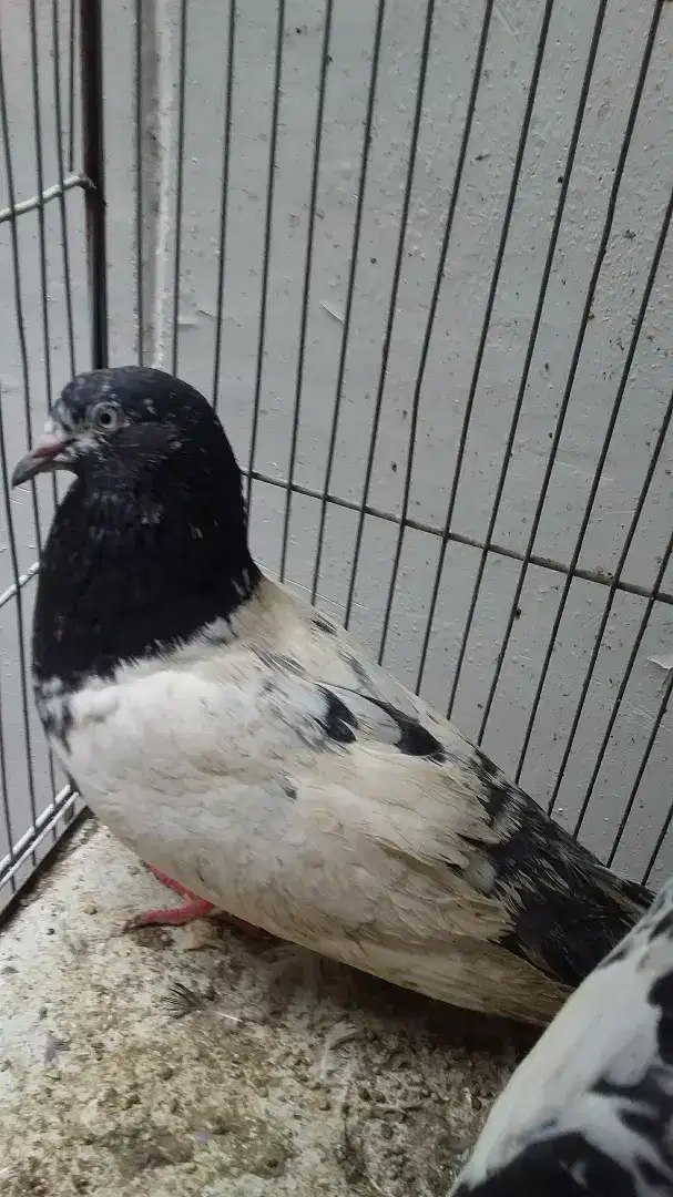 Taddy rampuri 22 peace