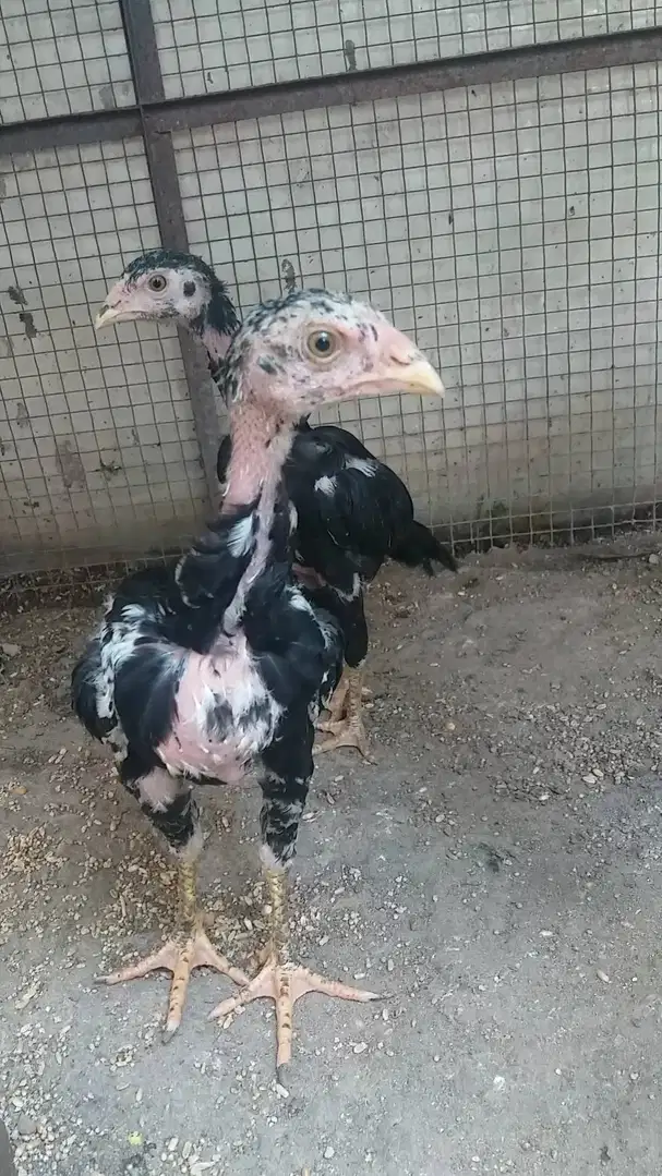 aseel chiks available for sale