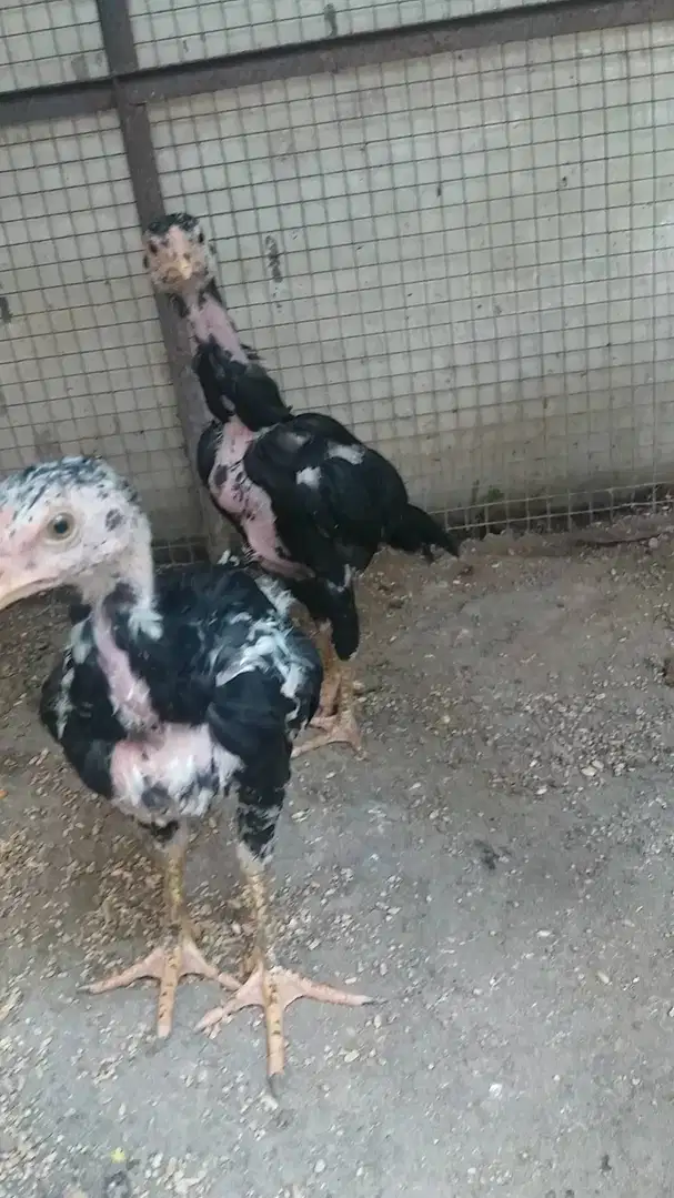 aseel chiks available for sale