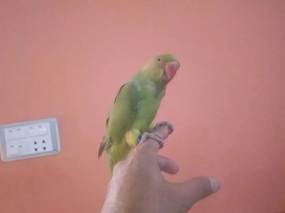 Green Ring Neck Babies ( 2 Pieces )