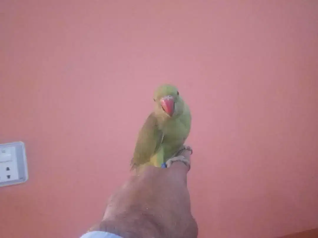 Green Ring Neck Babies ( 2 Pieces )