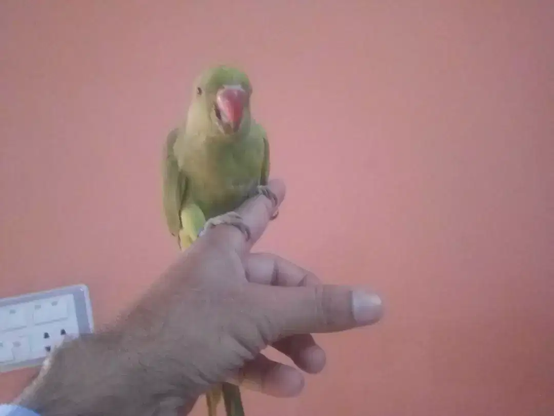 Green Ring Neck Babies ( 2 Pieces )