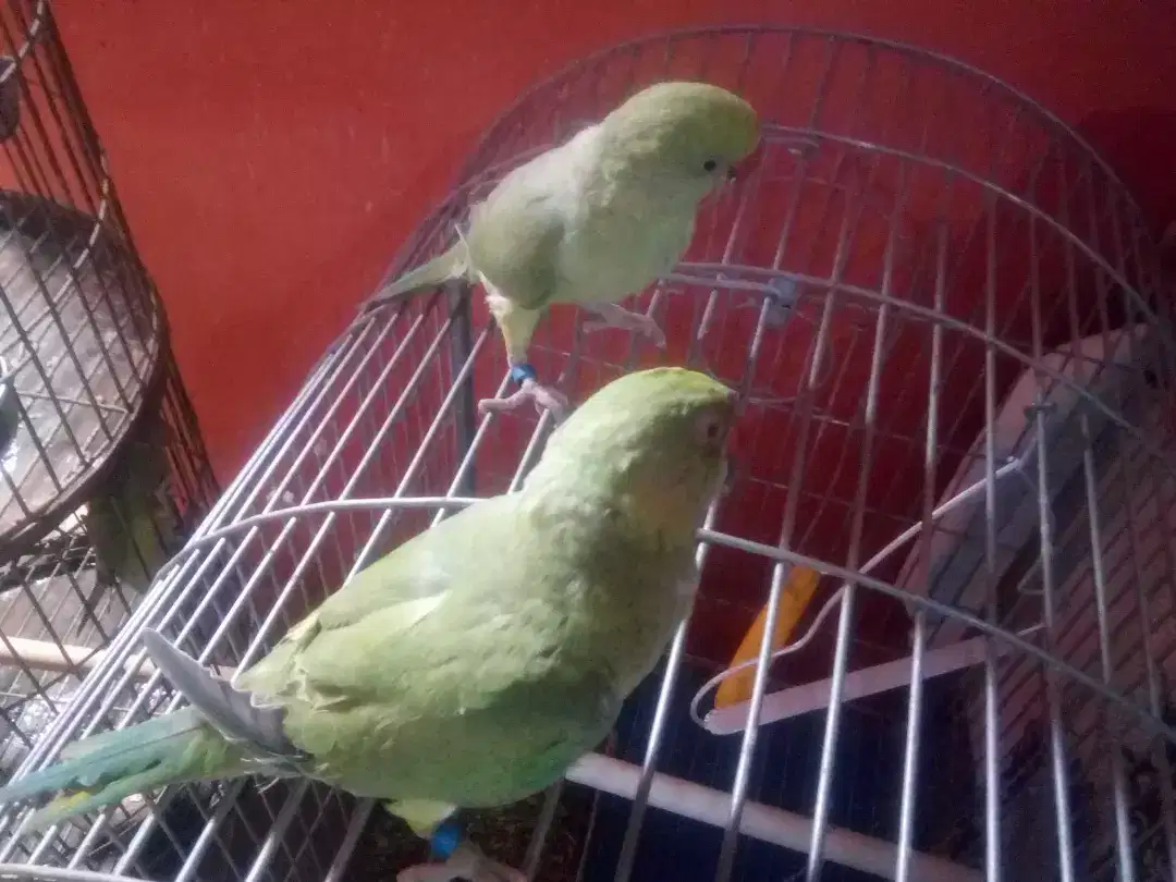 Green Ring Neck Babies ( 2 Pieces )