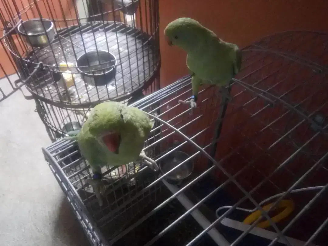 Green Ring Neck Babies ( 2 Pieces )