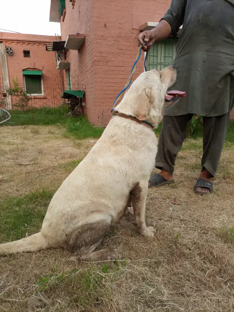 Labrador breeder female available for sale