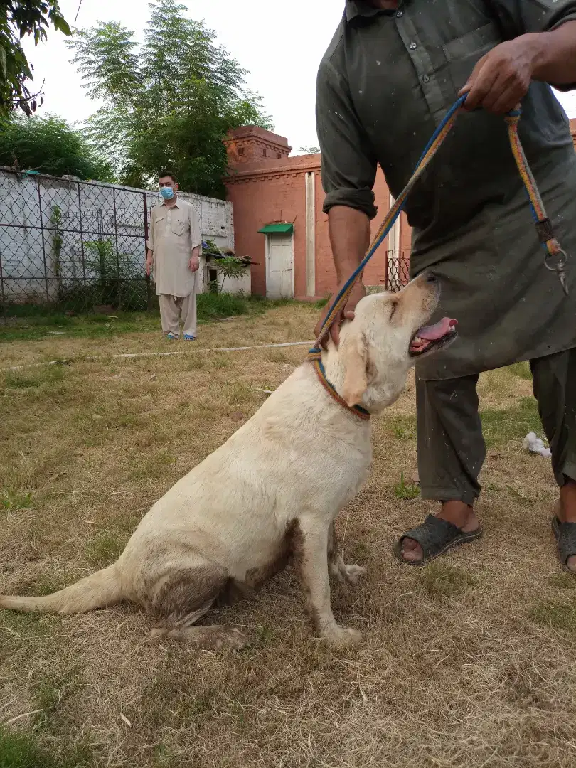 Labrador breeder female available for sale