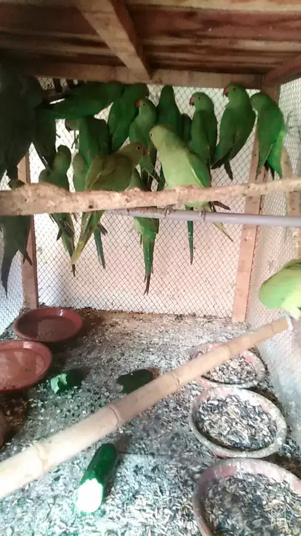 Green Parrots available for sale in multan