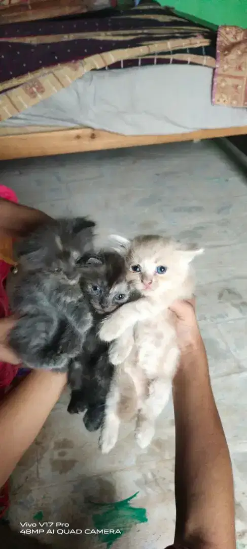 Persian cat hy 5 kitten k sath Jo achey sey sambhal sakey