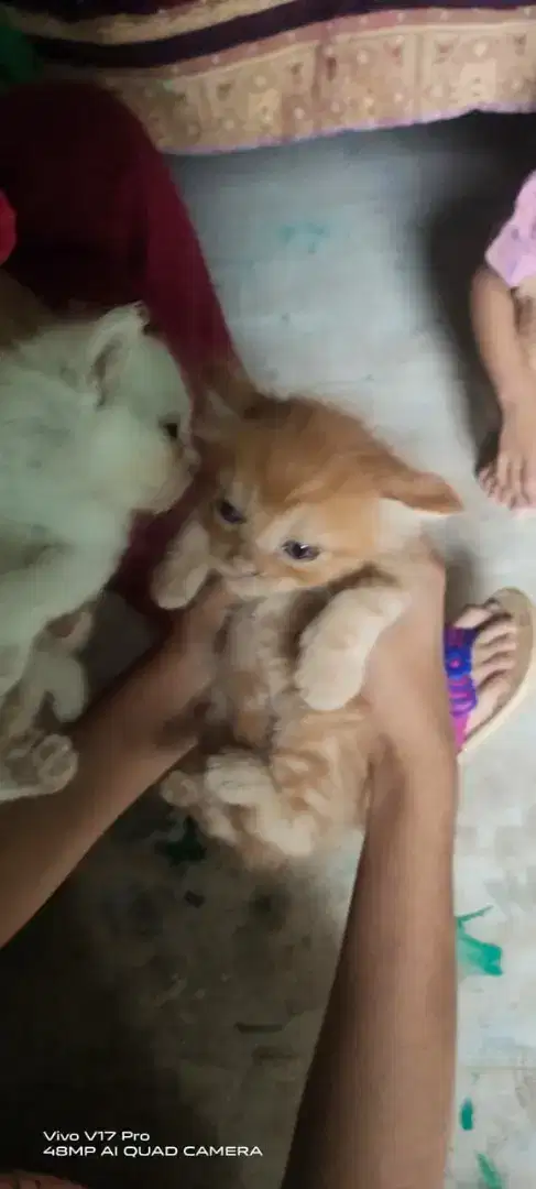 Persian cat hy 5 kitten k sath Jo achey sey sambhal sakey