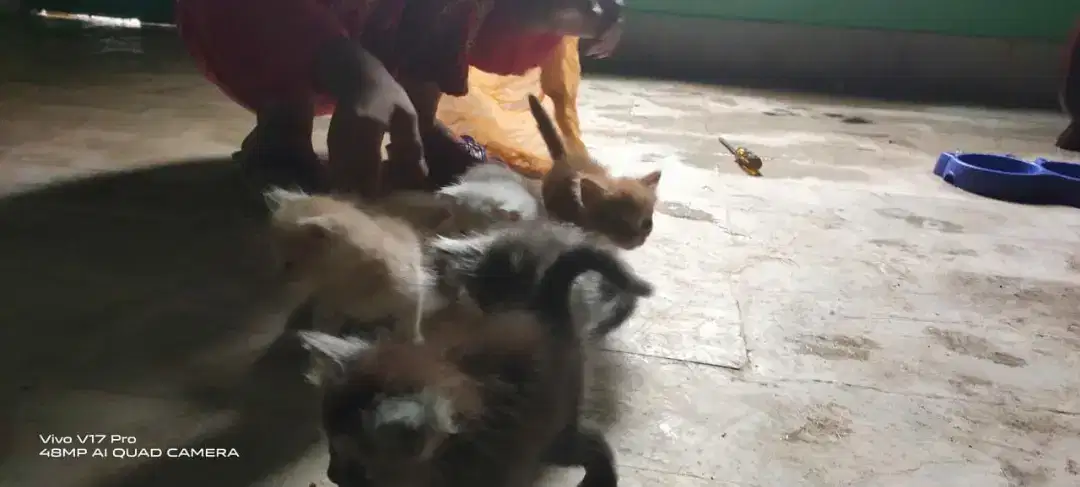 Persian cat hy 5 kitten k sath Jo achey sey sambhal sakey