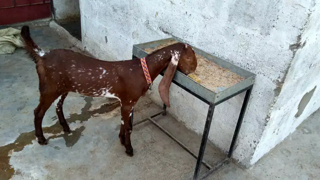 Makhi chini goat kid female