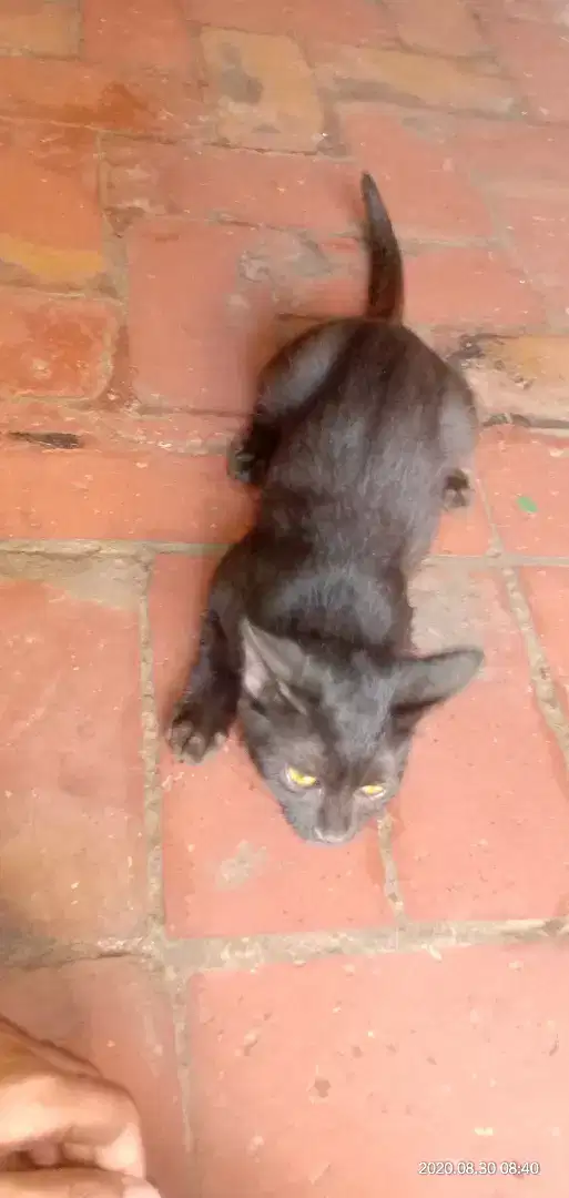 Black Baby Cat for sale in khanewal
