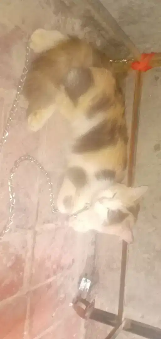 Persian cat for sale in khanewal