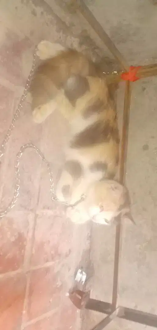 Persian cat for sale in khanewal