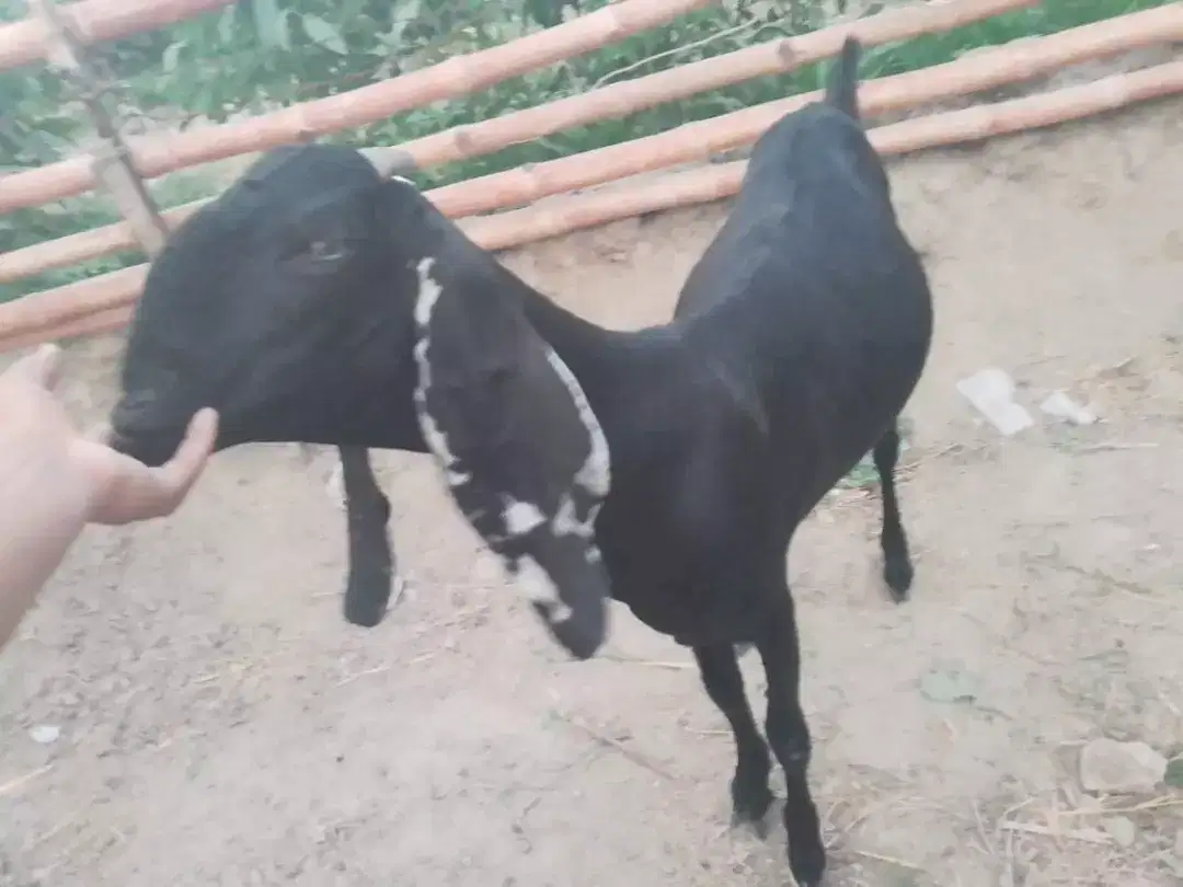 2 Goats and 1 kid feamale for sale in khanewal
