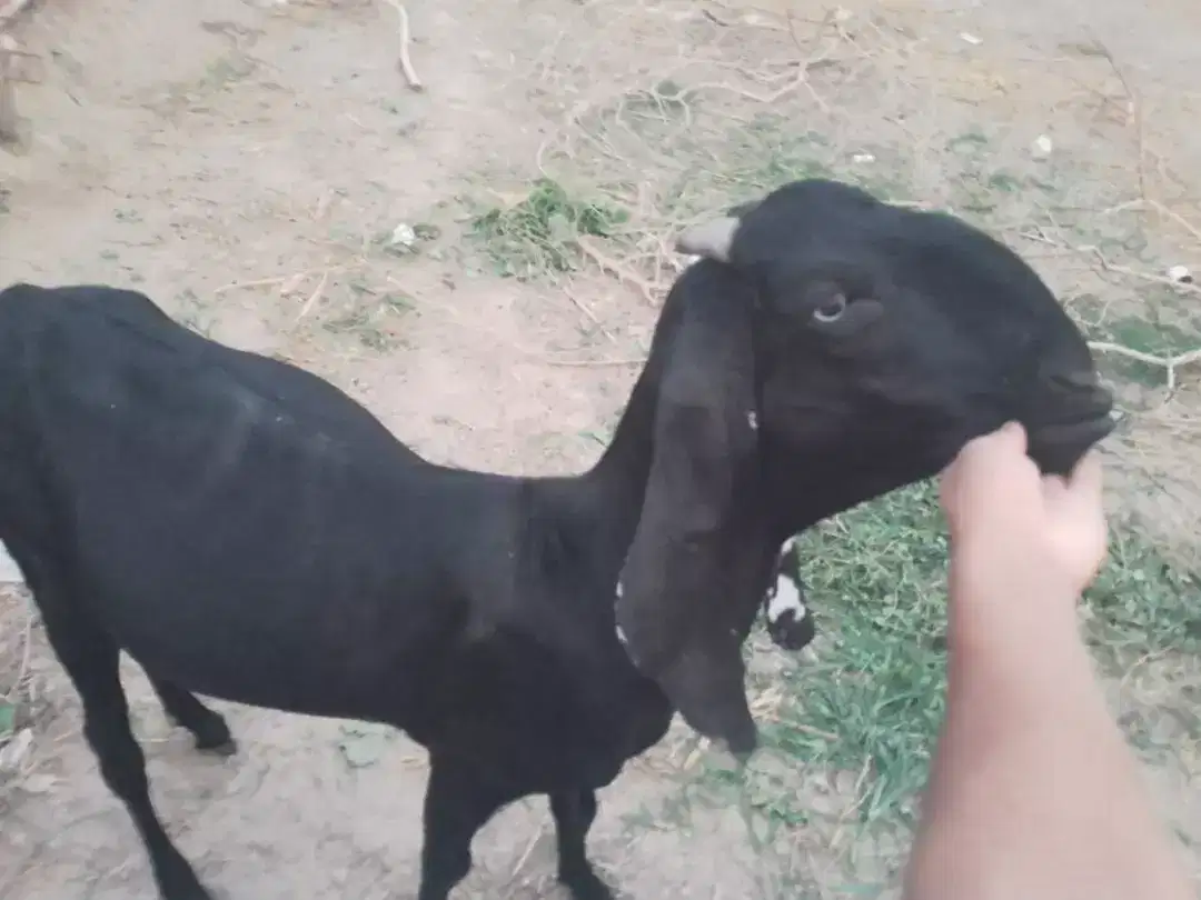 2 Goats and 1 kid feamale for sale in khanewal