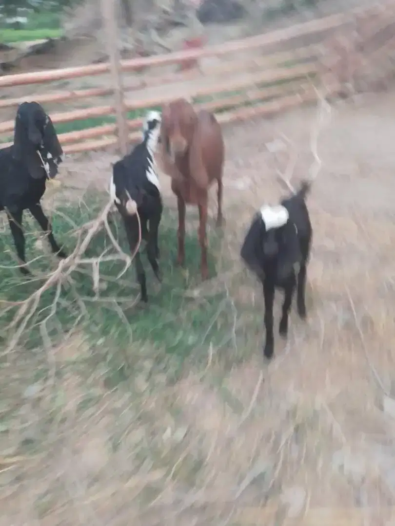 2 Goats and 1 kid feamale for sale in khanewal