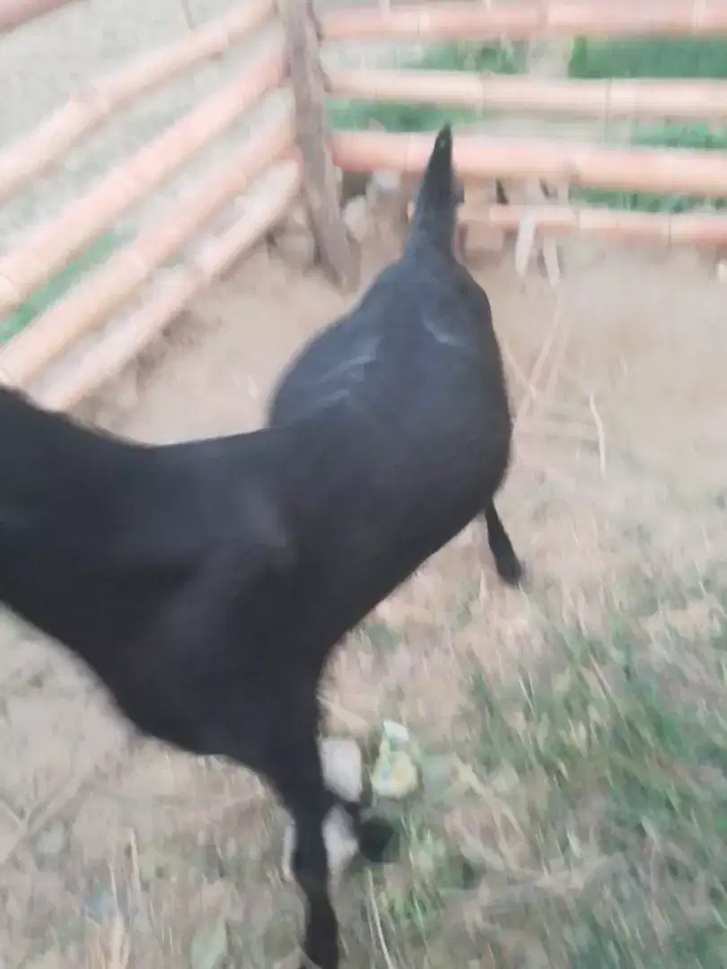 2 Goats and 1 kid feamale for sale in khanewal
