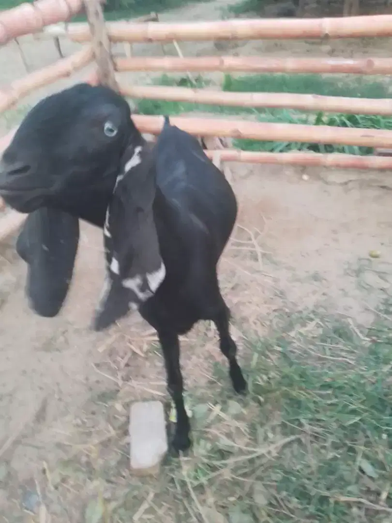 2 Goats and 1 kid feamale for sale in khanewal