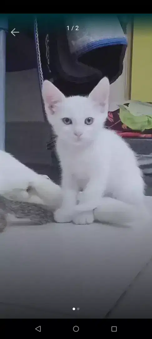 White pure parishan cat for sale in khanewal