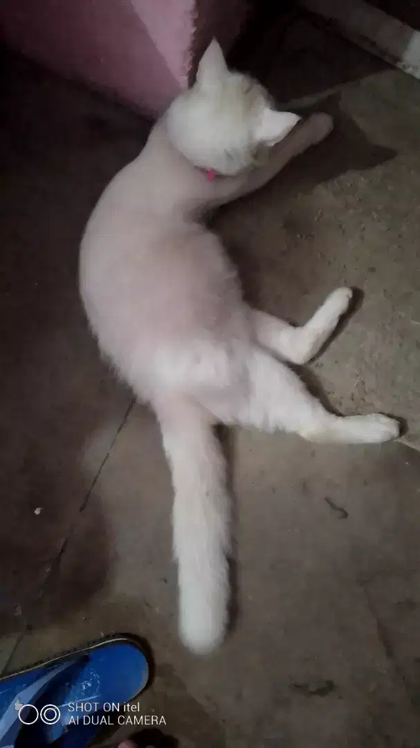 White pure parishan cat for sale in khanewal