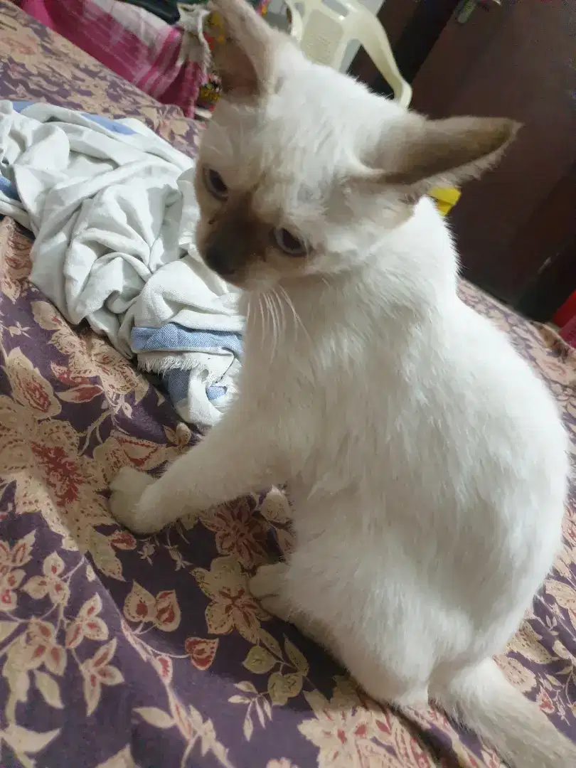 White Siamese female cat for sale in khanewal
