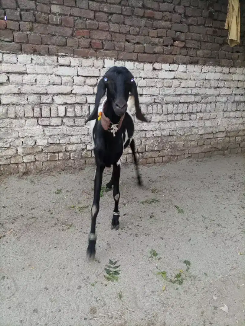 Sahiwal beetal goat active healthy available for sale